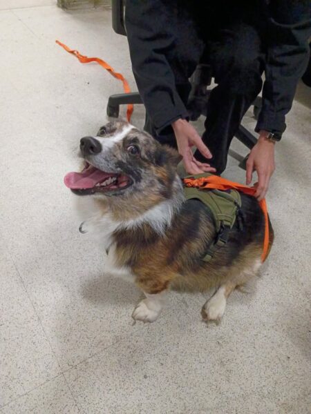 Ocean city police searching for lost dog's owner - photo licensed by shore news network.