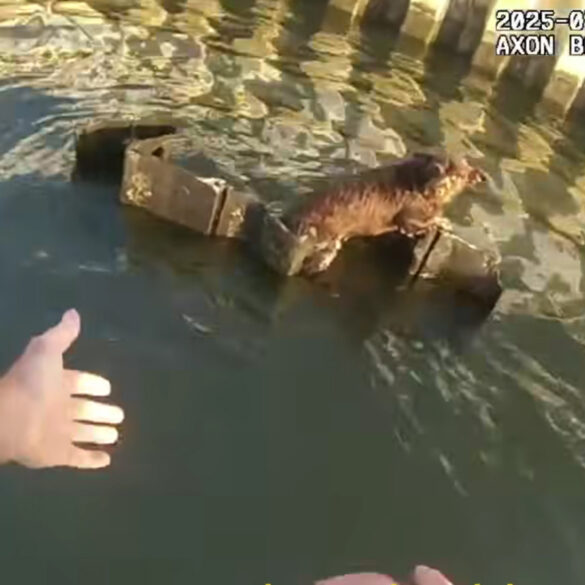 New jersey state troopers rescue dog from tidal current in elizabeth marina - photo licensed by shore news network.