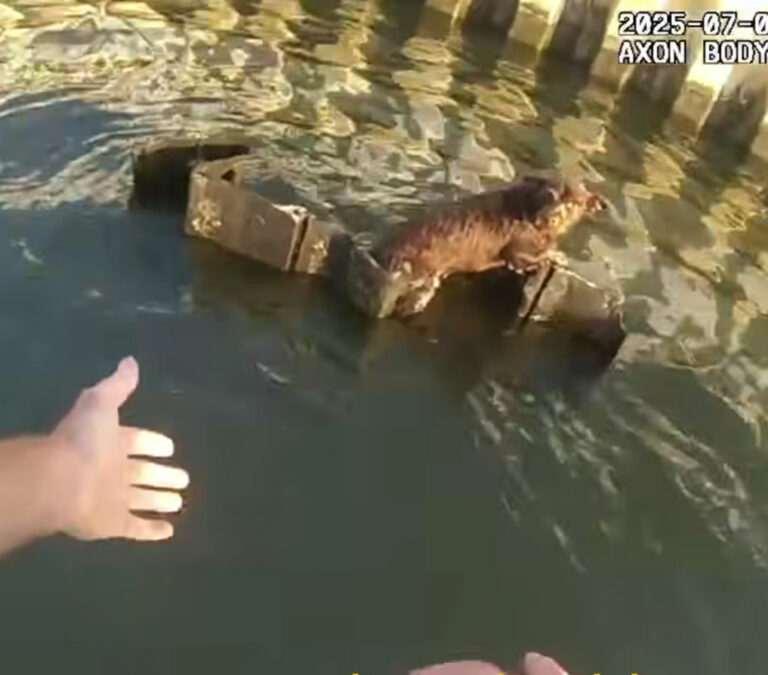 New jersey state troopers rescue dog from tidal current in elizabeth marina - photo licensed by shore news network.