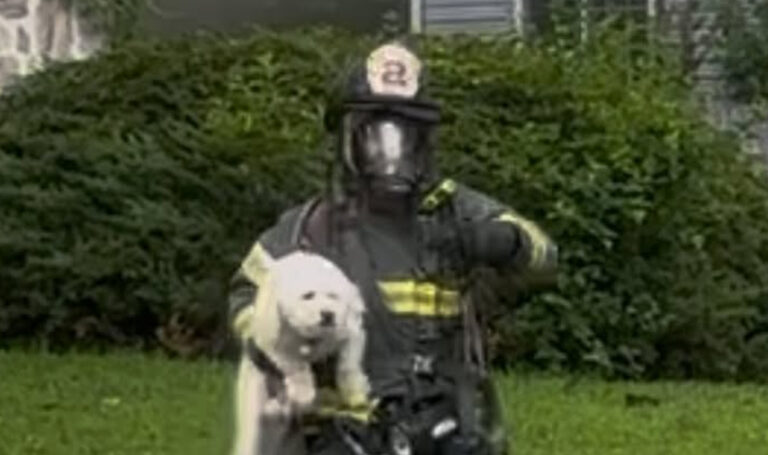 Cherry hill firefighters rescue dog from crestbrook avenue house fire - photo licensed by shore news network.