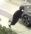 Burglars break into i street restaurant, speed off in damaged honda