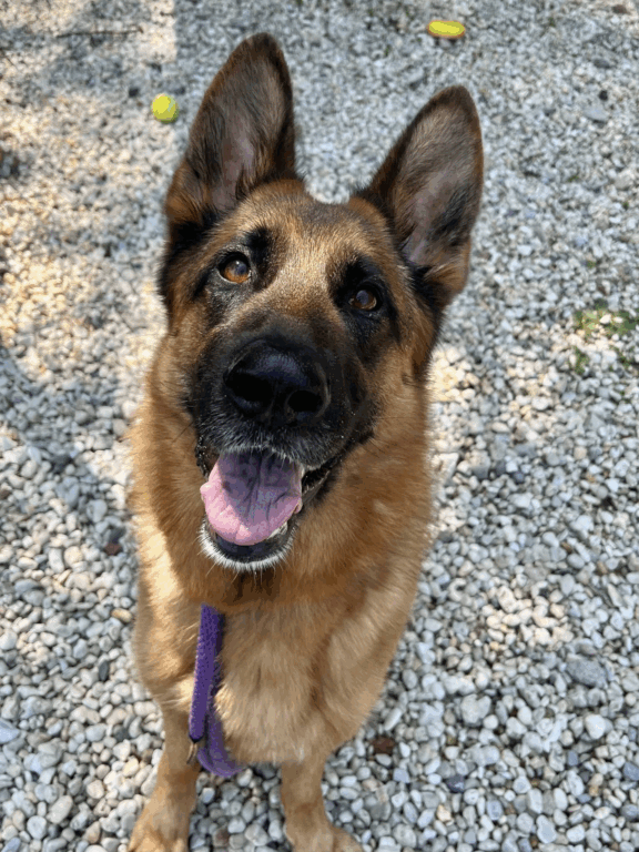 Northern Ocean County shelter makes urgent plea for dog rescues and fosters