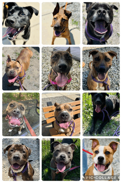 Jackson shelter dogs in need of adoption