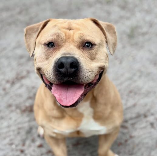 Four-year-old dog jelly roll available for adoption at popcorn park shelter - photo licensed by shore news network.