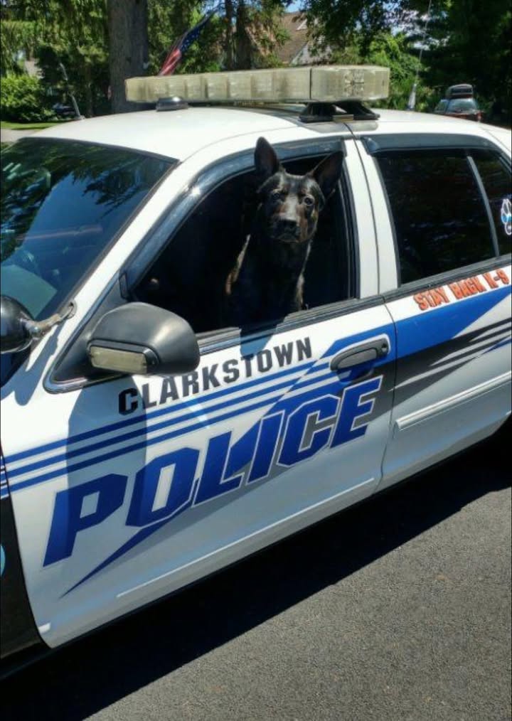 Clarkstown Police mourn death of retired K9 Remy, named in honor of 9/11 hero