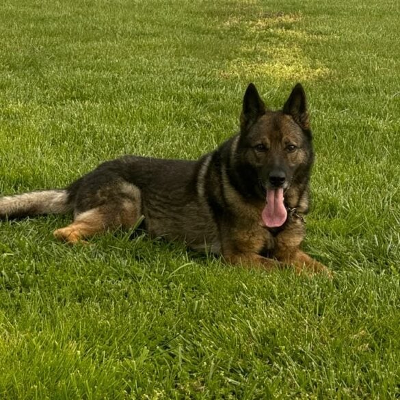 Former dover police k-9 reeko dies at age 11 after nine years of service - photo licensed by shore news network.