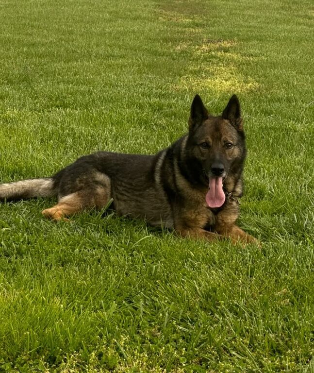 Former Dover Police K-9 Reeko dies at age 11 after nine years of service