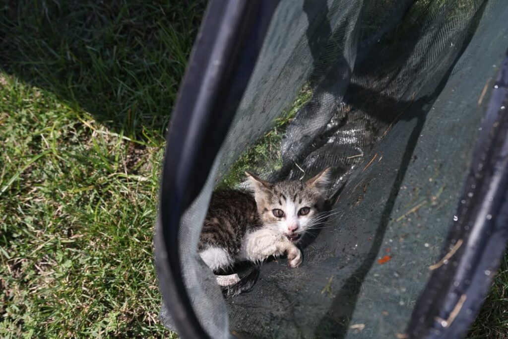 Medford officers rescue kitten from storm drain, find it a new home