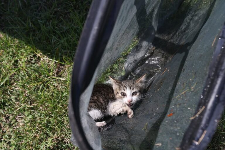 Medford officers rescue kitten from storm drain, find it a new home - photo licensed by shore news network.