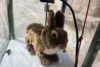 Robot bunnies deployed to florida everglades to combat burmese pythons