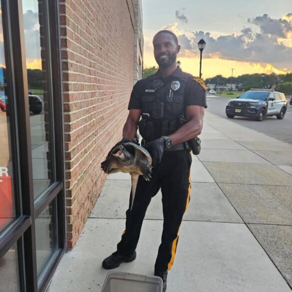 Snapchat: snapping turtle removed from outside promenade store in evesham - photo licensed by shore news network.