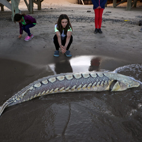 This ancient new jersey fish is nearing extinction with fewer than 250 remaining - photo licensed by shore news network.