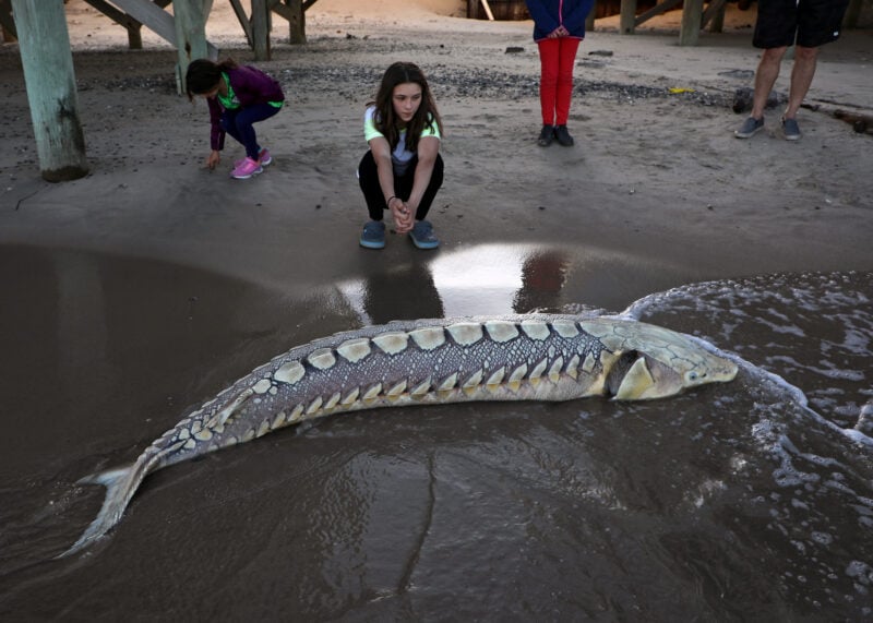 This ancient New Jersey fish is nearing extinction with fewer than 250 remaining