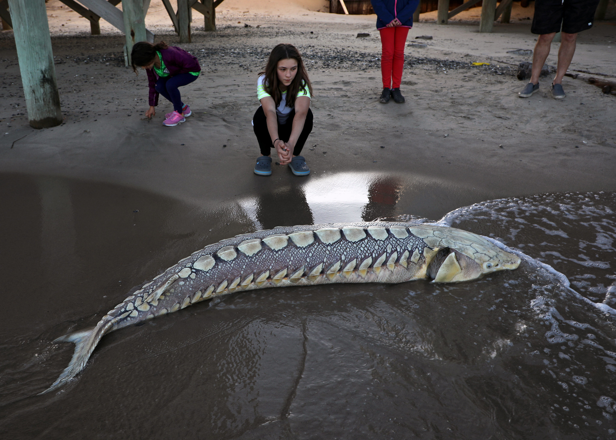 This ancient New Jersey fish is nearing extinction with fewer than 250 remaining