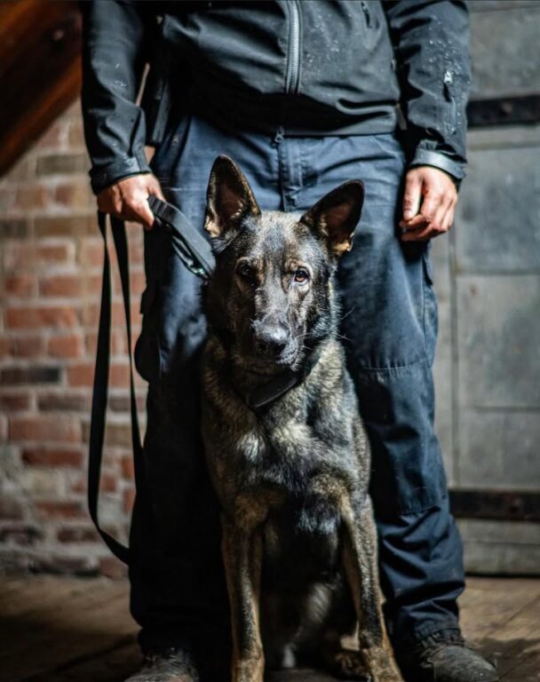 Vader helps track and apprehend suspect after armed altercation in Norwich