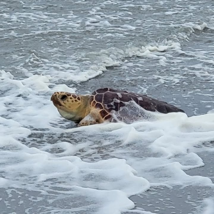 Juvenile Loggerhead sea turtle rescued from abandoned NJ power plant canal and released