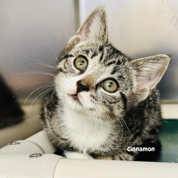 Shy kitten cinnamon waits for a forever home in jackson shelter - photo licensed by shore news network.