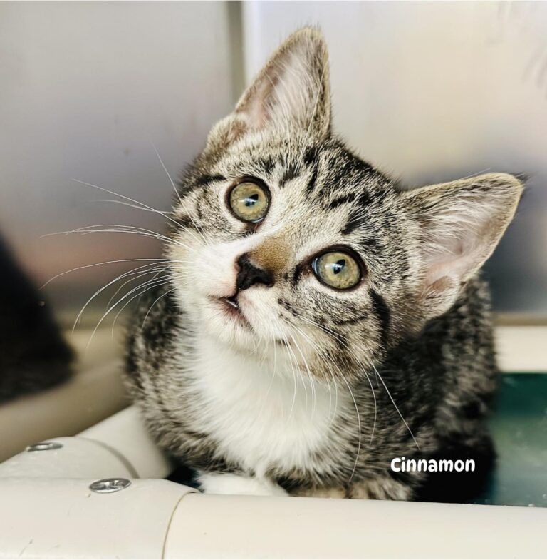 Shy kitten cinnamon waits for a forever home in jackson shelter - photo licensed by shore news network.