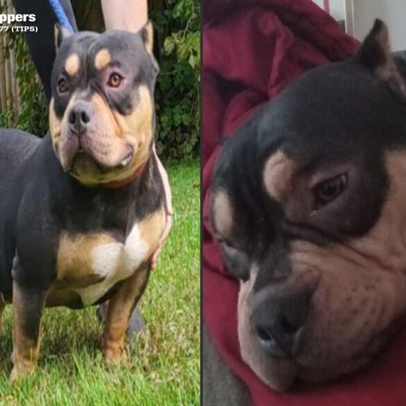 Thief steals sleeping man’s dog aboard bronx subway train - photo licensed by shore news network.