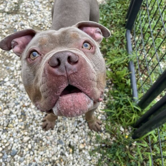 Surrendered dog hopes for forever home in jackson - photo licensed by shore news network.