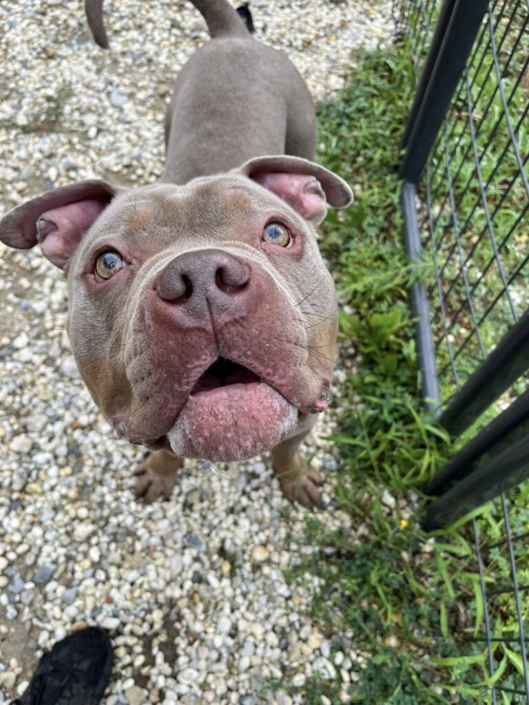 Surrendered dog hopes for forever home in jackson - photo licensed by shore news network.