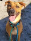 Coco the playful pittie mix waits for her forever home in jackson