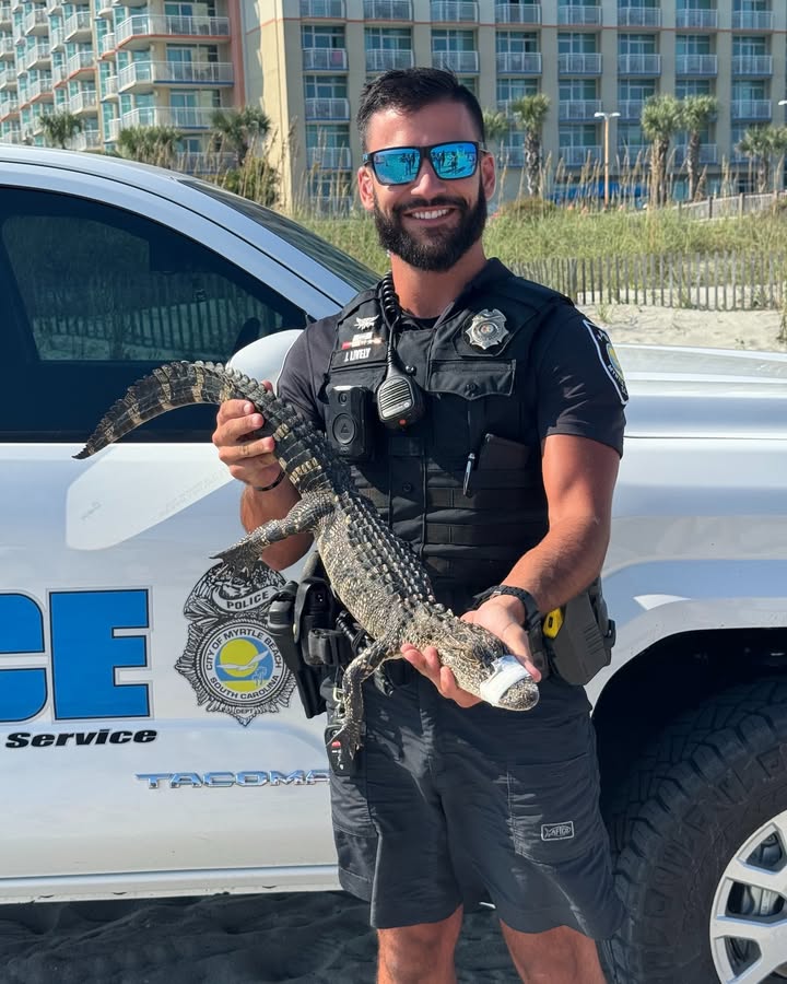 Alligator caught swimming near shore in Myrtle Beach by lifeguards, cops