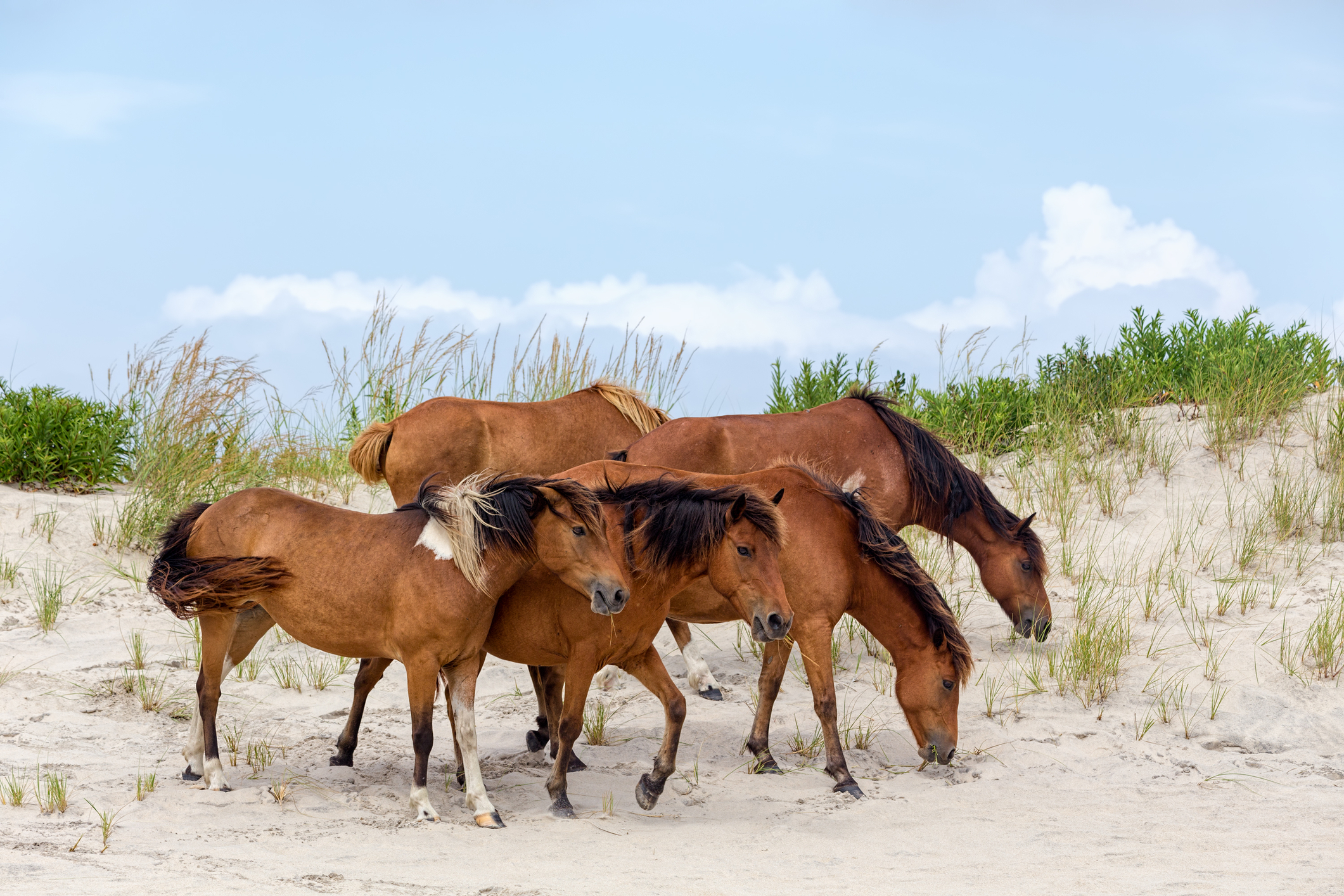 Assateague Wild Ponies on the Beach. A group of wild ponies, horses, of Assateague Island on the beach in Maryland, USA. These animals are also known as Assateague Horse or Chincoteague Ponies. They are a breed of feral ponies that live in the wild on an island off the coast of Maryland and Virginia. It is unknown how the animals originally populated the island, although there are a few legends.