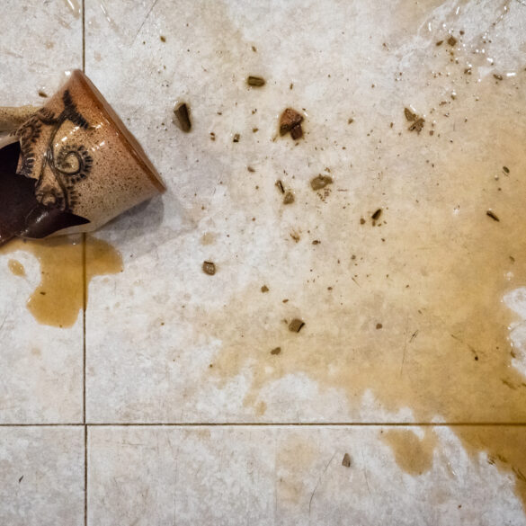 Cup toss leads to assault charge in dog fight spat on pear street - photo licensed by shore news network.