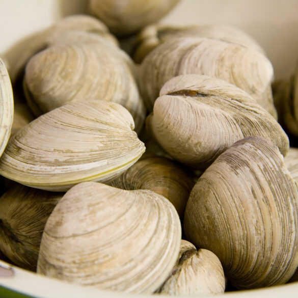 Clamfest returns to new jersey with clams, food, fireworks and funnel cakes - photo licensed by shore news network.