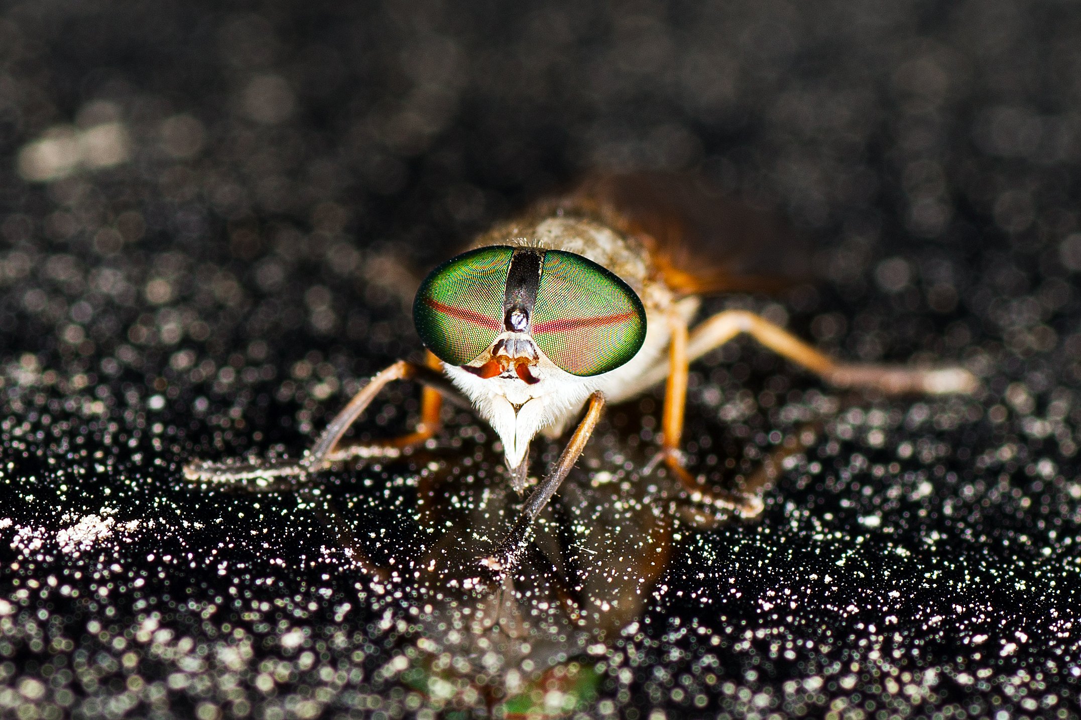 Close up shot of Greenhead fly.