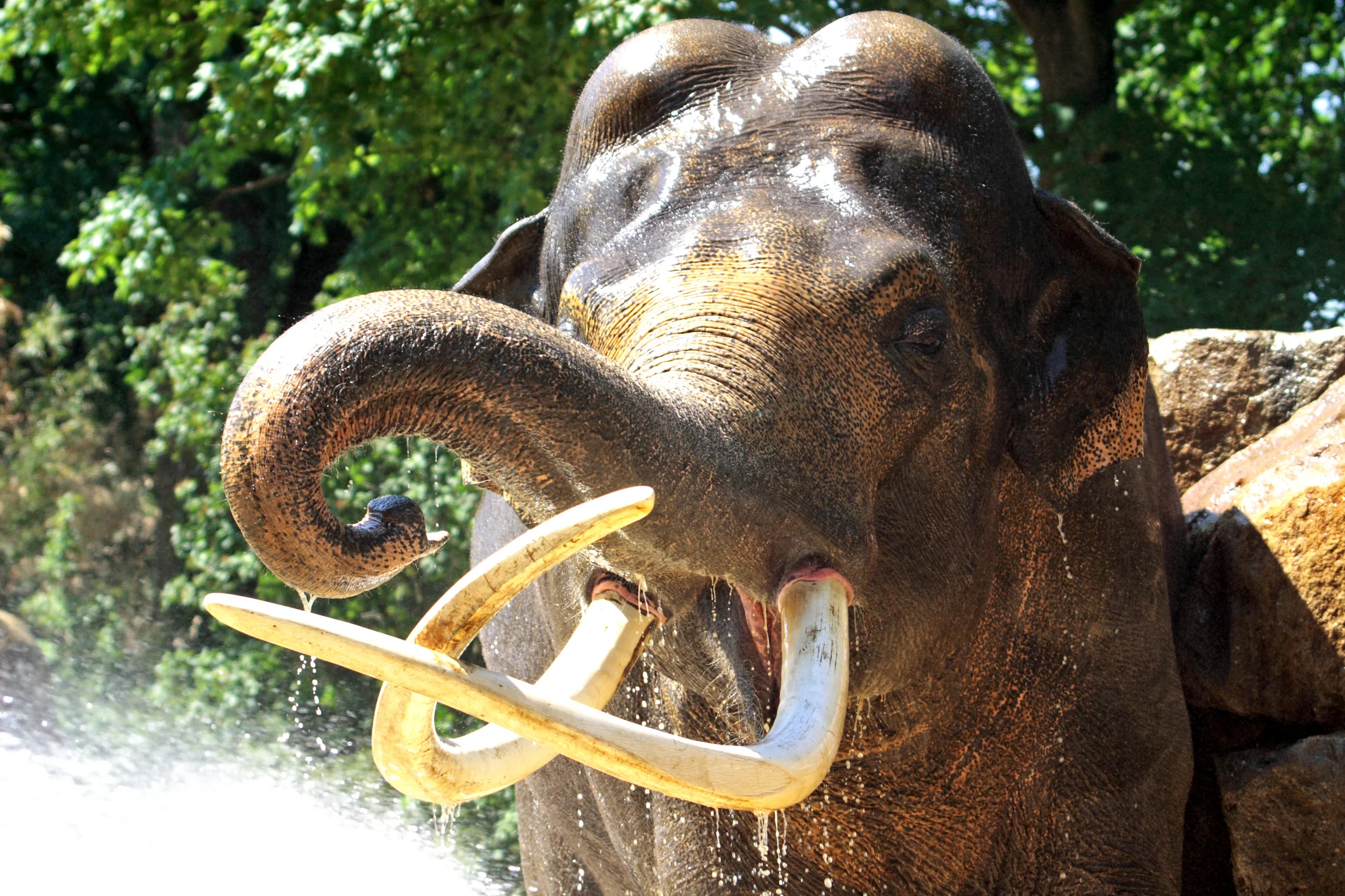 Elephant