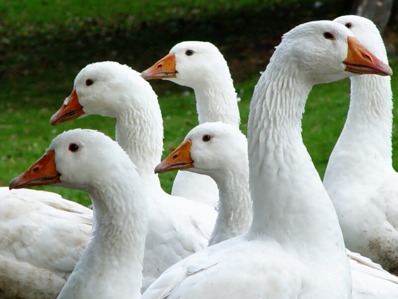Dove and goose hunting season countdown begins across Pennsylvania
