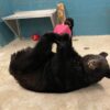 What happened to jelly the bear after brief escape from new jersey zoo enclosure?