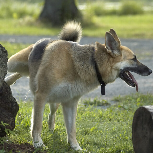 Police charge owner of neighborhood nuisance dog after months of complaints - photo licensed by shore news network.