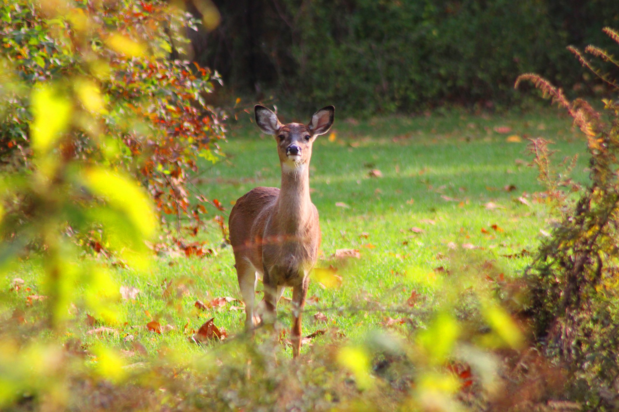 White Tailed Deer Doe In A Clearing In The Woods.