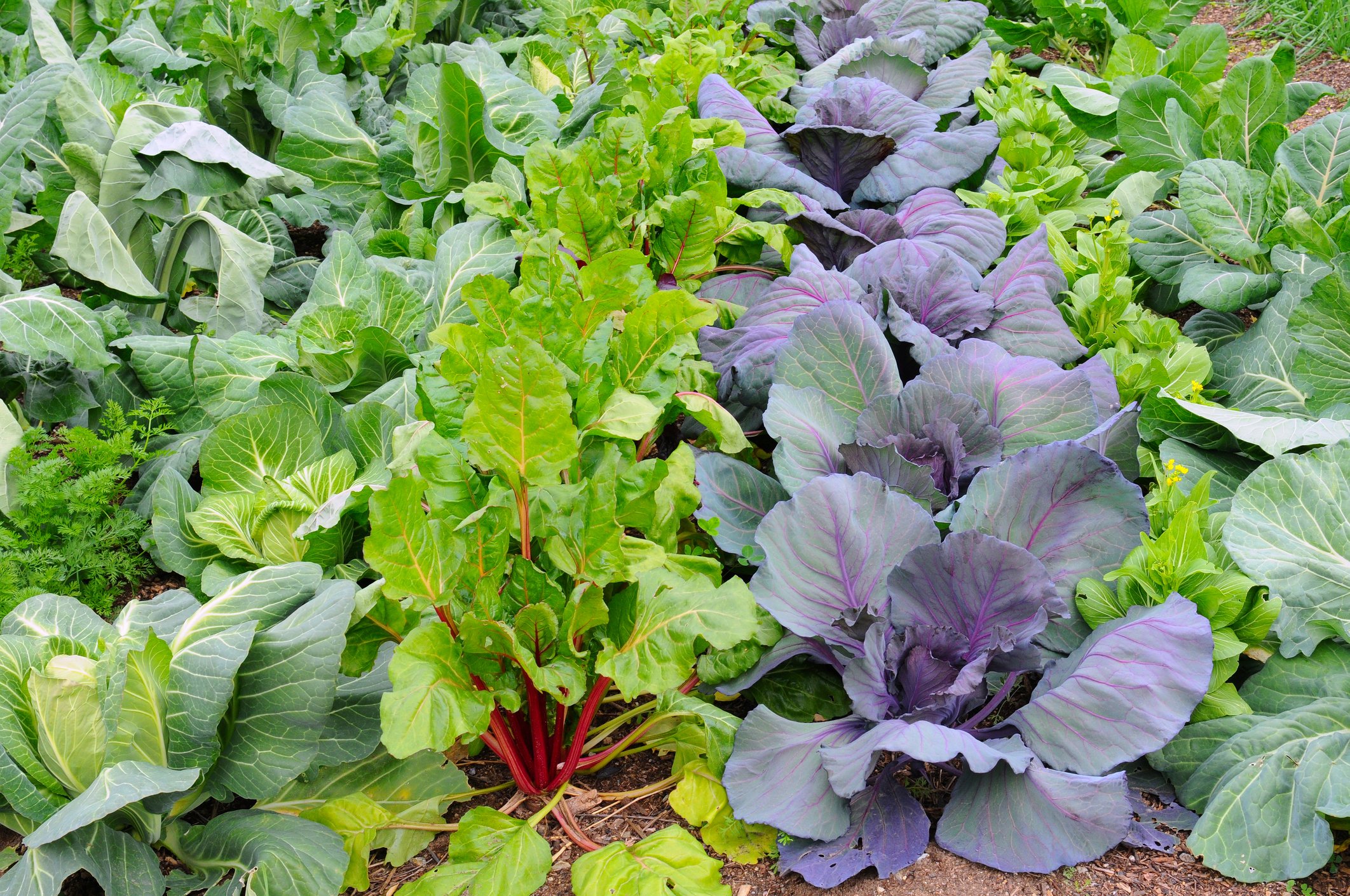Winter Vegetable Garden. Winter vegetables growing in a garden including Broccoli, Rhubarb, Cabbage and Red Cabbage