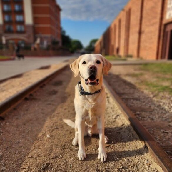 Beloved accelerant detection k9 camden remembered after years of service - photo licensed by shore news network.