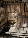 Collared cat found near 136th street in ocean city