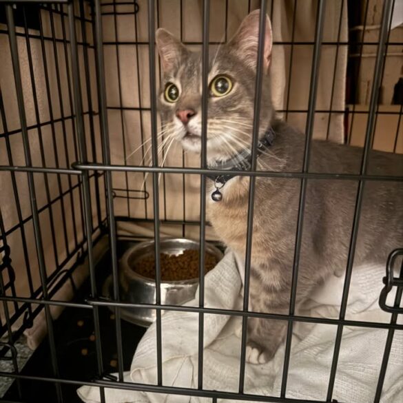 Collared cat found near 136th street in ocean city - photo licensed by shore news network.