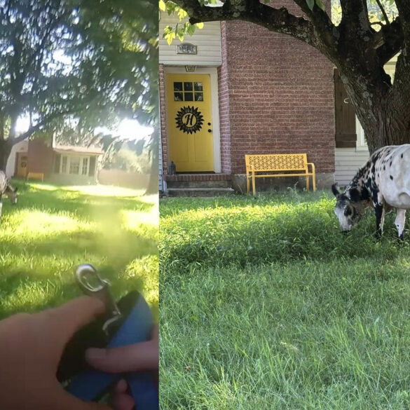 Cow rescue: an udderly unsual morning for jackson police - photo licensed by shore news network.