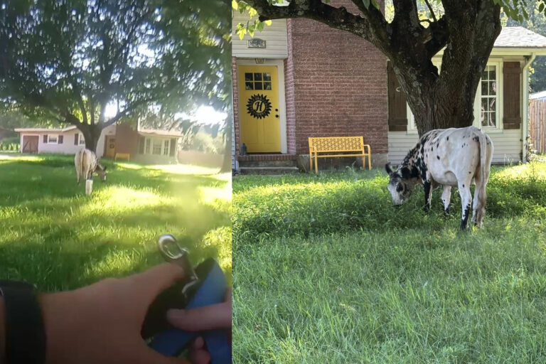 Cow rescue: an udderly unsual morning for jackson police - photo licensed by shore news network.