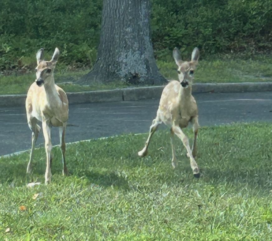 Two orphaned fawns make unlikely home behind Toms River craft store