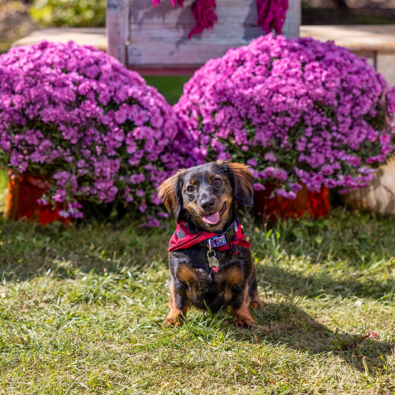 Halloween goes to the dogs at upcoming Bark Bash with costumes, adoptions and pet portraits