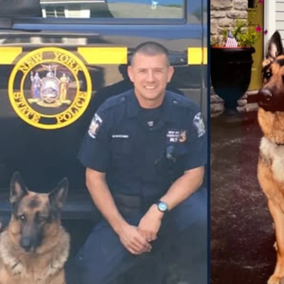 Beloved retired ny state police k9 wilder dies at 13 - photo licensed by shore news network.