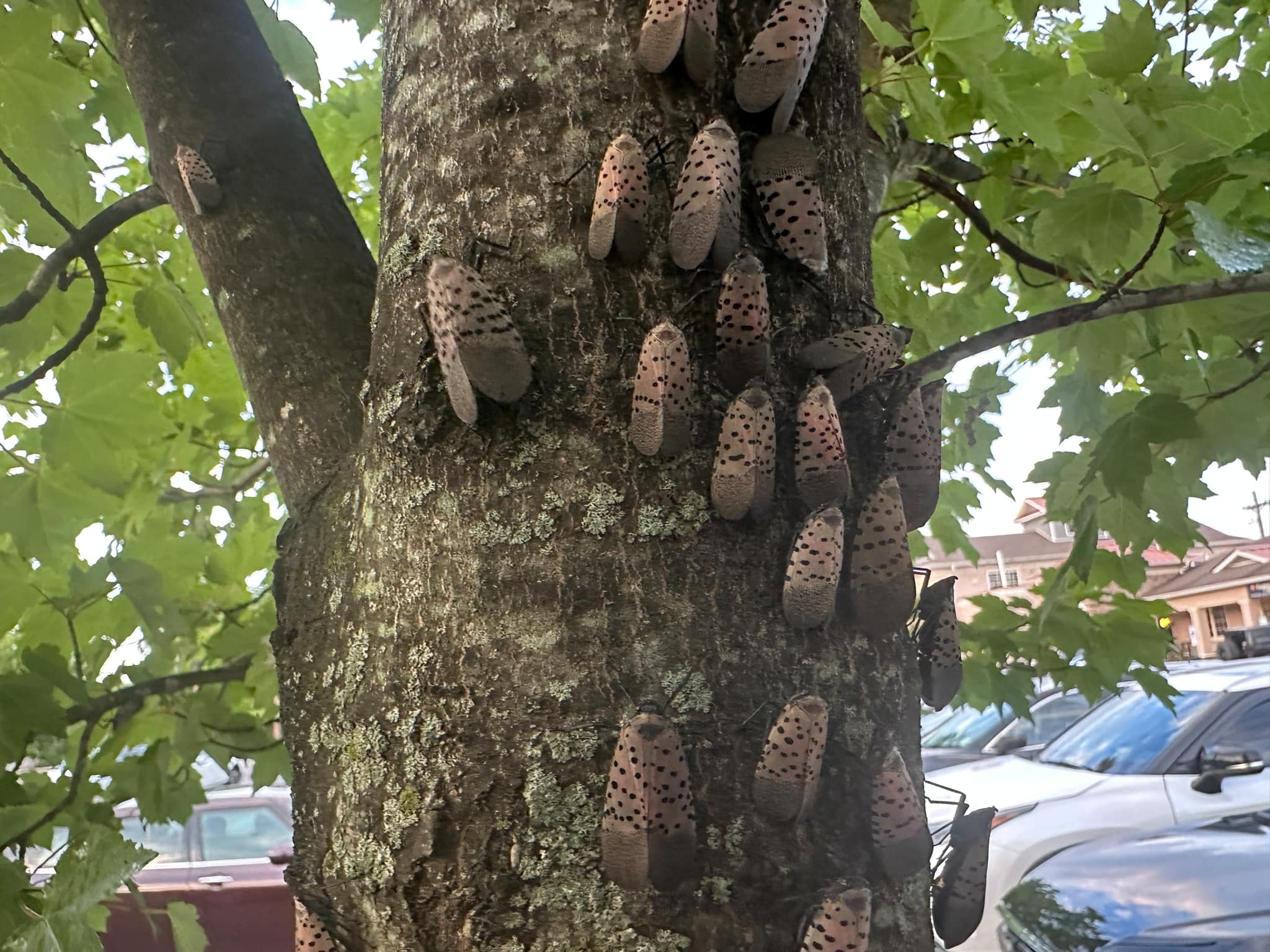 The spotted lanternfly (*Lycorma delicatula*) first arrived in the United States in 2014, hitching a ride from China to Pennsylvania.