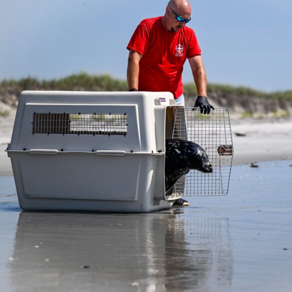 From hospital windows to ocean waves, a once-injured seal is swimming free again as costs mount at new jersey’s only marine mammal rescue center - photo licensed by shore news network.