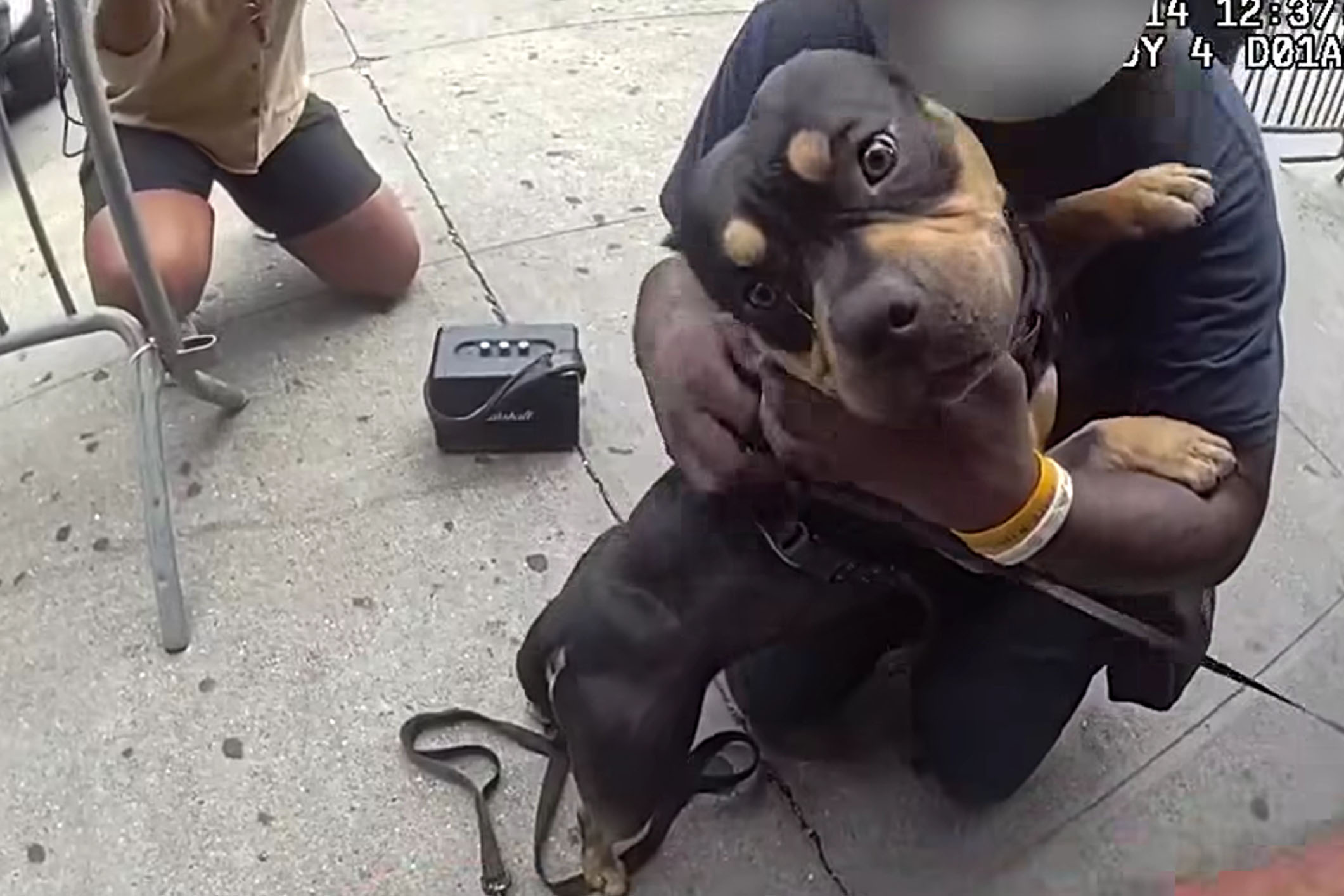 Stolen subway pup Rock reunited with owner thanks to Bronx NYPD team