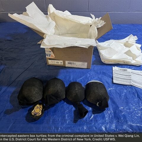 Brooklyn man admits to smuggling $1. 4m worth of live turtles disguised as toys to hong kong - photo licensed by shore news network.
