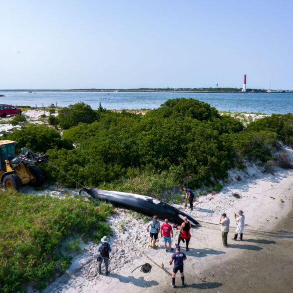 Whale that struck boat in barnegat inlet before washing up dead near channel was in poor condition prior to impact - photo licensed by shore news network.
